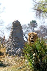 lion near gray rock photo