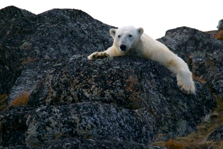 white bear on black rocks during daytime photo