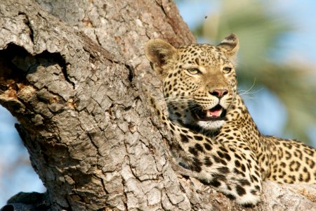 leopard on tree stem photo