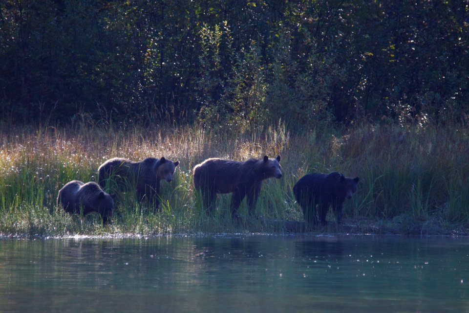 Likely, Kanada, Grizzly