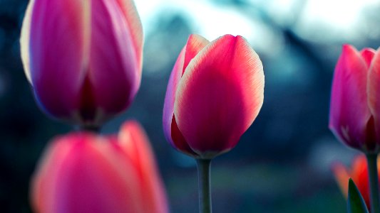 pink tulip flowers photo