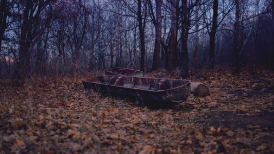Saratov, Russia, Trees