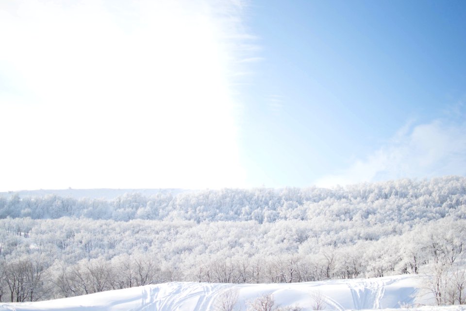 trees covered in snow
