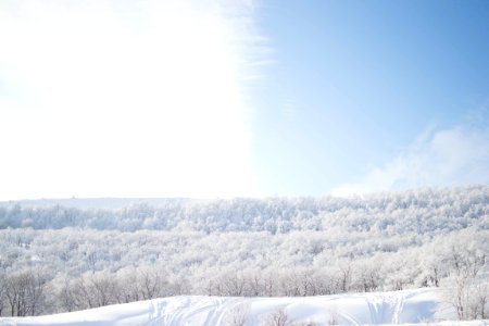 trees covered in snow