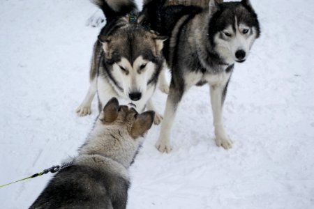 Huskies, Dog
