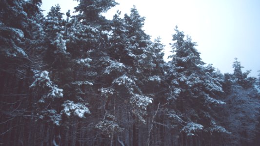 Snow, Winter, Trees