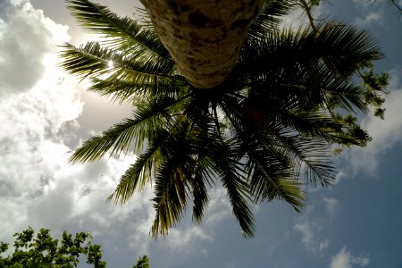 Beach, Palmera, Palm photo