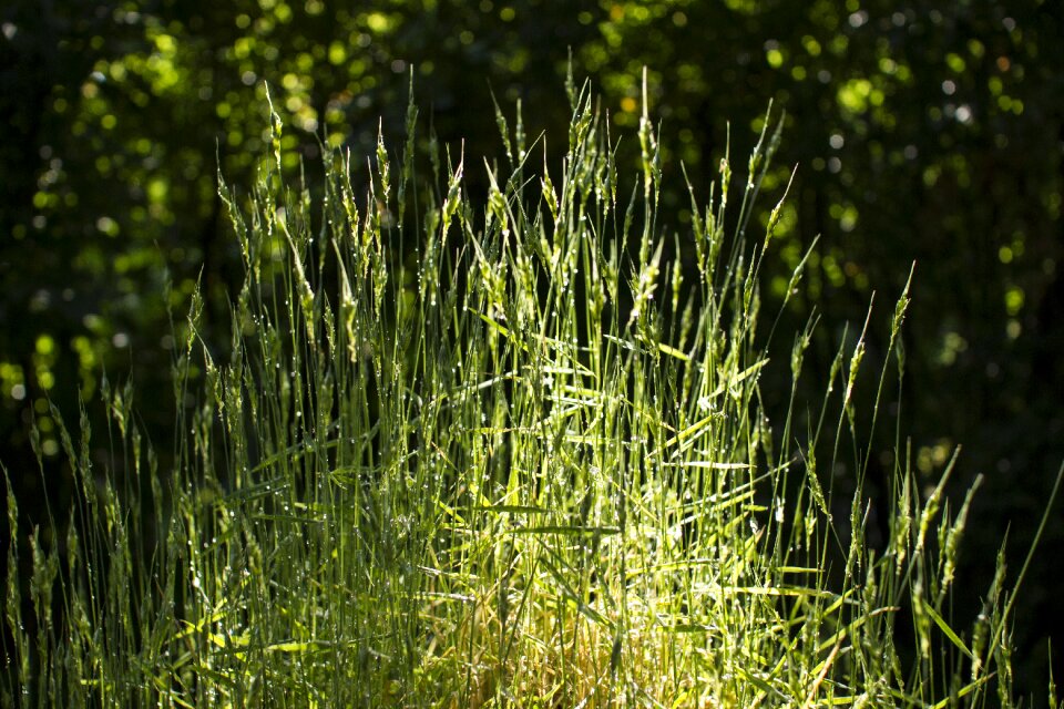 Water drops summer green
