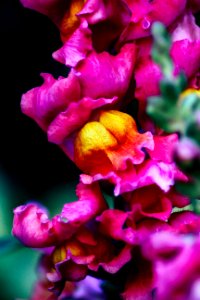 Spring, Pink, Green