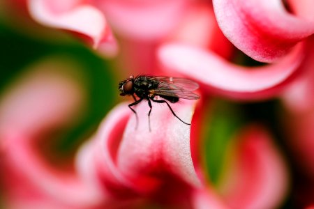 Macro, Flower, Water droplets photo