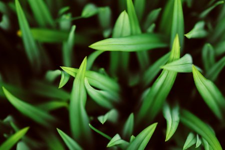 selective focus photography of green grasses