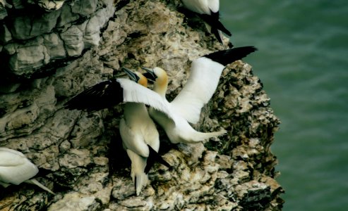 Rspb bempton cliffs, Bempton, United kingdom photo