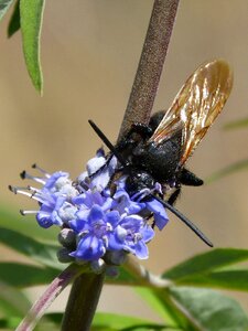 Megascolia maculata wild flower libar