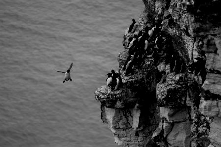 Rspb bempton cliffs, Bempton, United kingdom photo