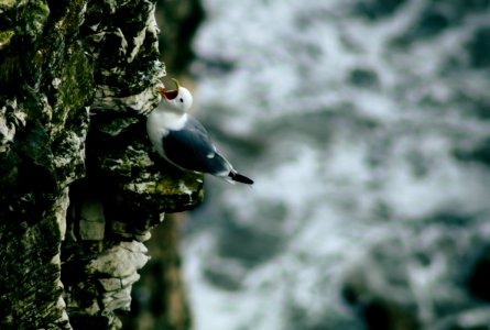 black and white bird on rock
