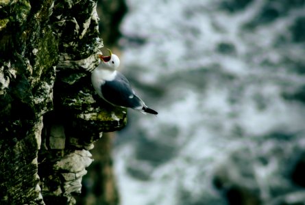 black and white bird on rock photo