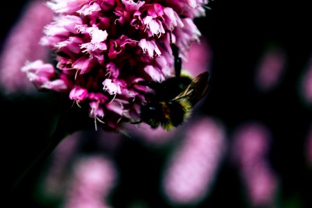 Bee, Spring, Nature photo