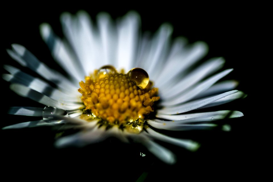 Flower, Green, Daisy