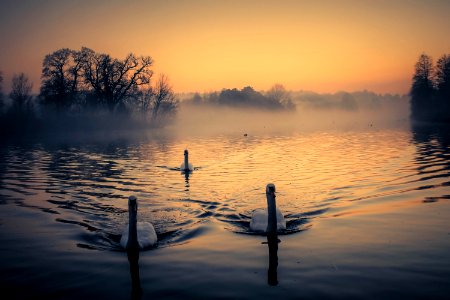 Water, Swan, Swim