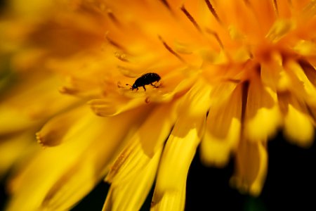 Macro, Pollen, Spring