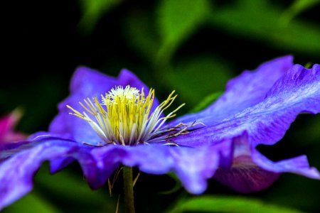 Flower, Garden, Purple photo