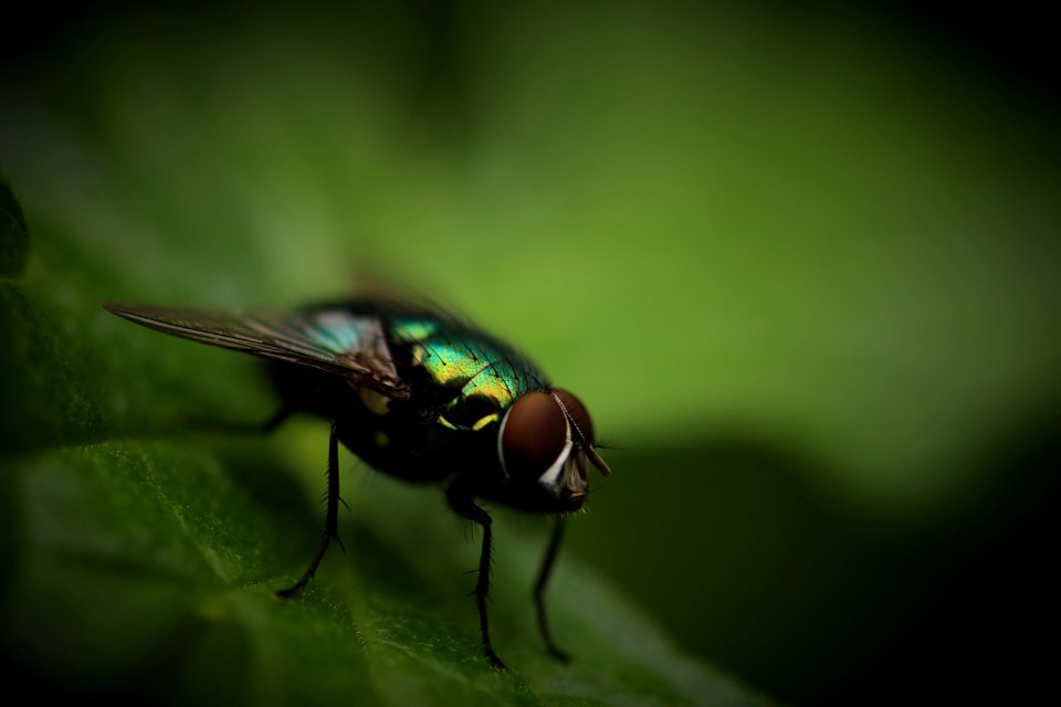 green and brown housefly