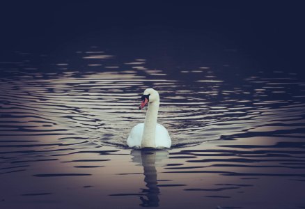Water, Swan, Birds
