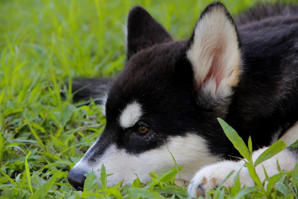 Cute, Pet, Dog park