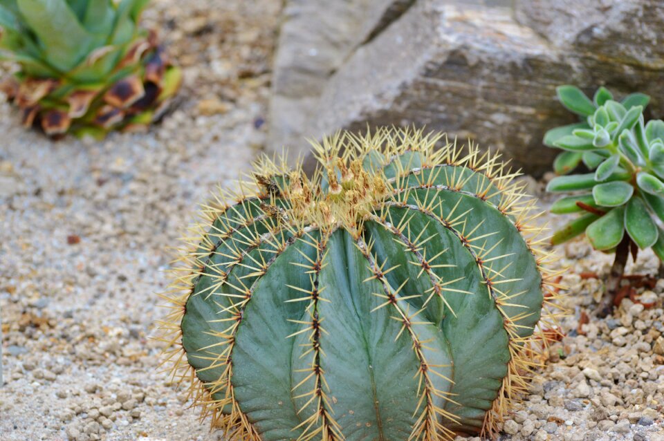 Prickly plant thorns