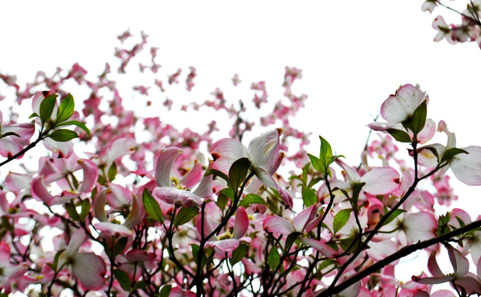 Flowers, Nature, Leaves