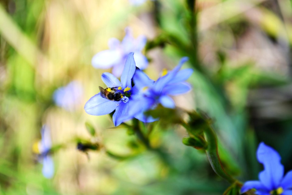 Animals, Flowers, Bee