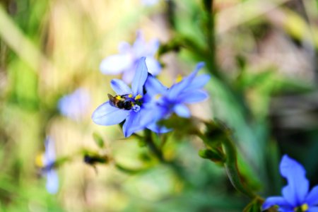 Animals, Flowers, Bee