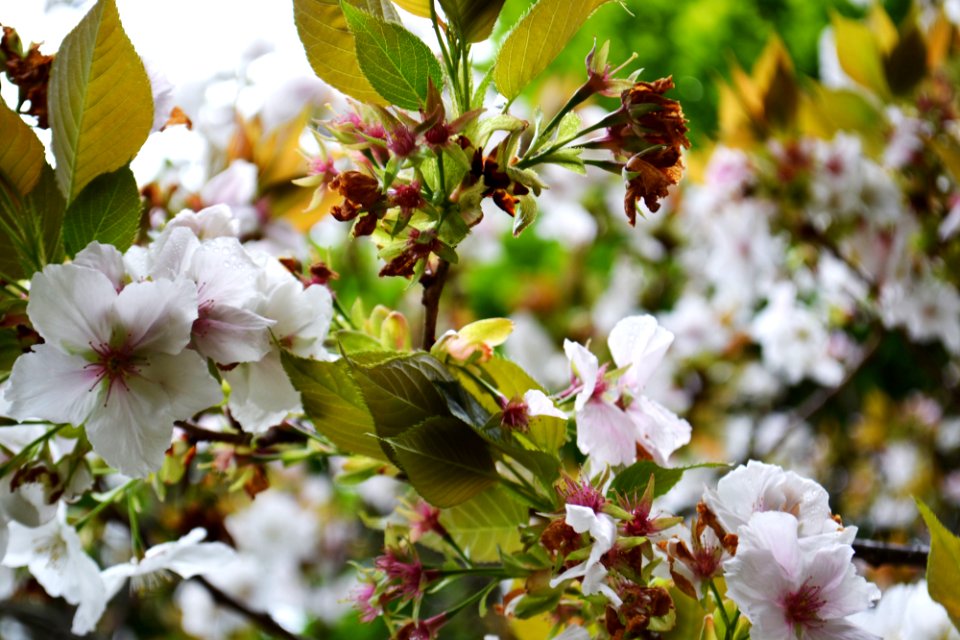 Hogsback, South africa, Flowers
