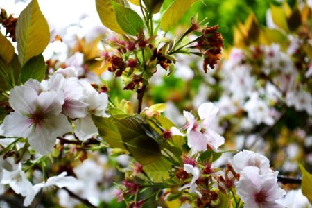 Hogsback, South africa, Flowers
