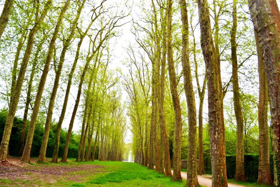 brown trees field under white sky