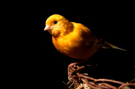 Glasgow, Yellow, Pet