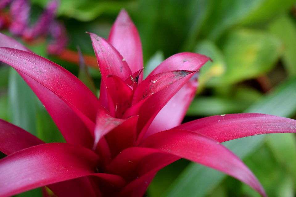 Matthaei botanical gardens, Ann arbor, United states