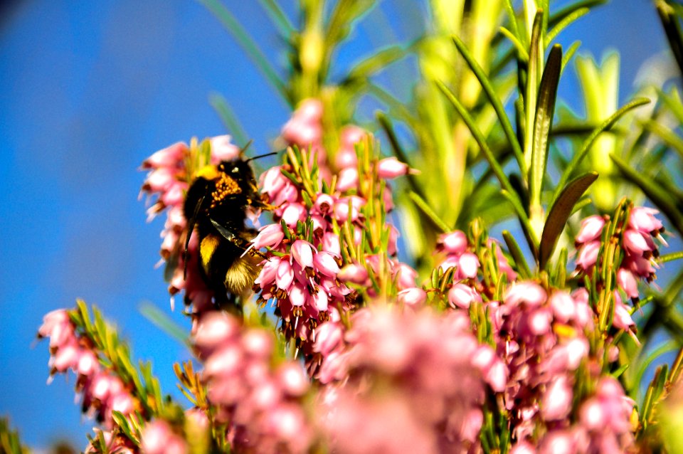 Comrie, Flower, Pollen