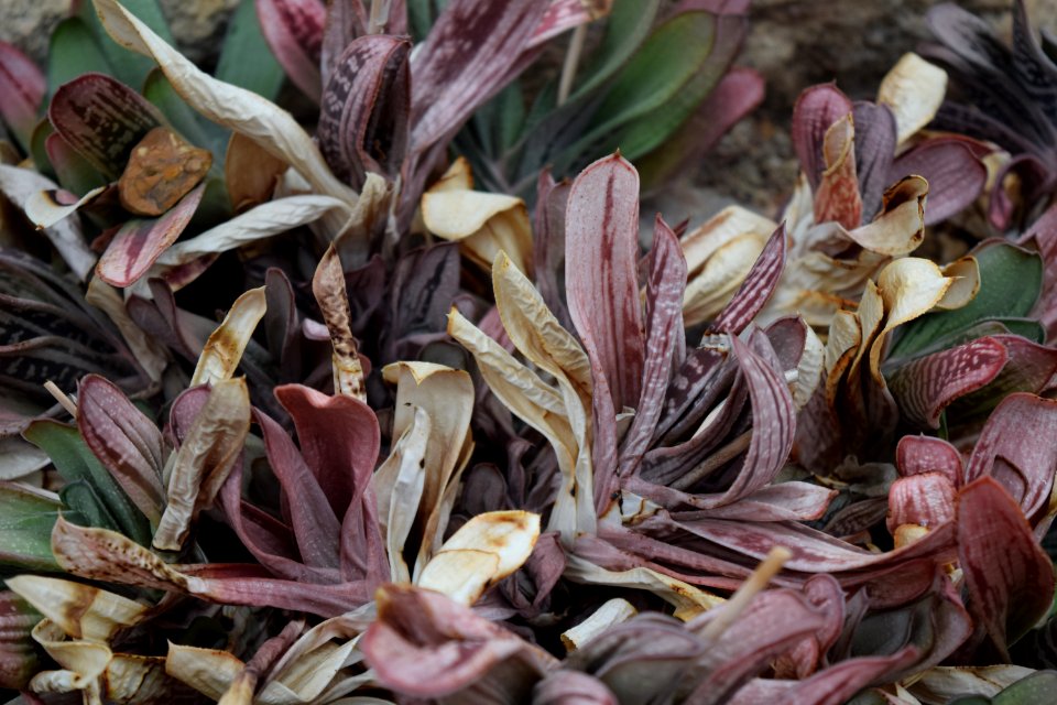 Matthaei botanical gardens, Ann arbor, United states