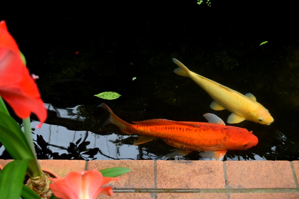 Matthaei botanical gardens, Ann arbor, United states