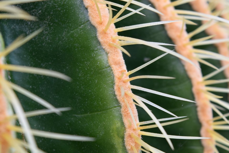 Matthaei botanical gardens, Ann arbor, United states