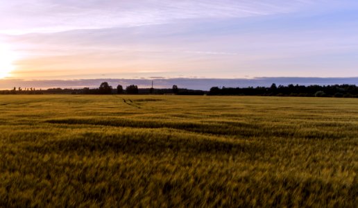 Estonia, Summer, Scape