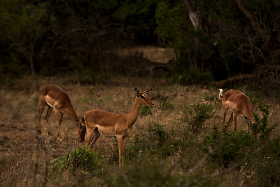 South africa, Antilope, Safari