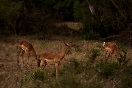 South africa, Antilope, Safari photo