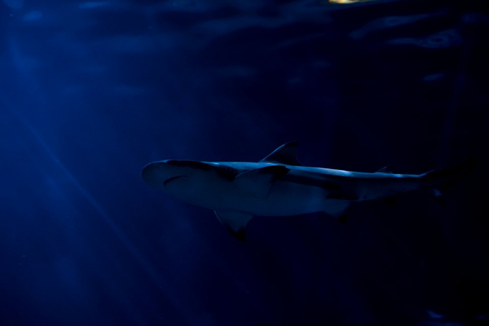gray shark in body of water