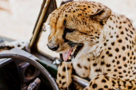 shallow focus photography of cheetah photo
