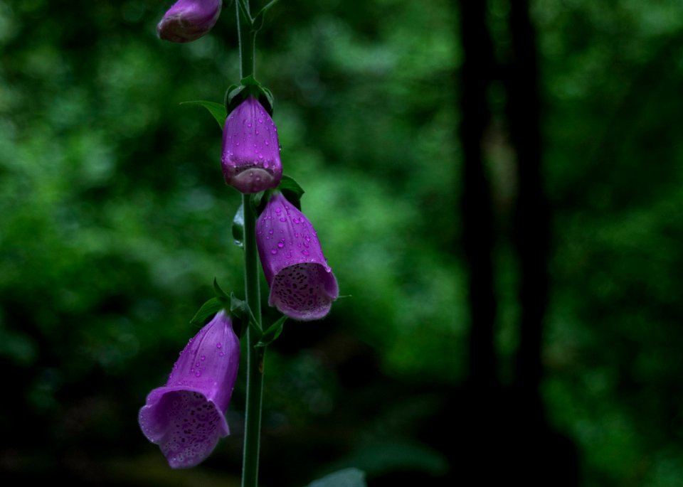 Nature, Flowers