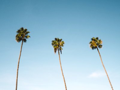 three palm trees photo