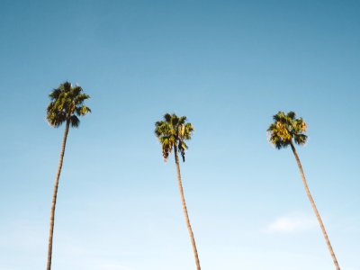 three palm trees