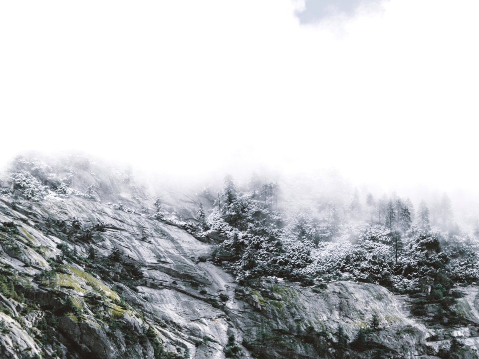 snow covered pine trees